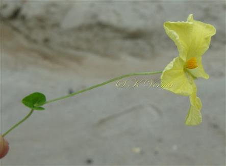  Male Flower